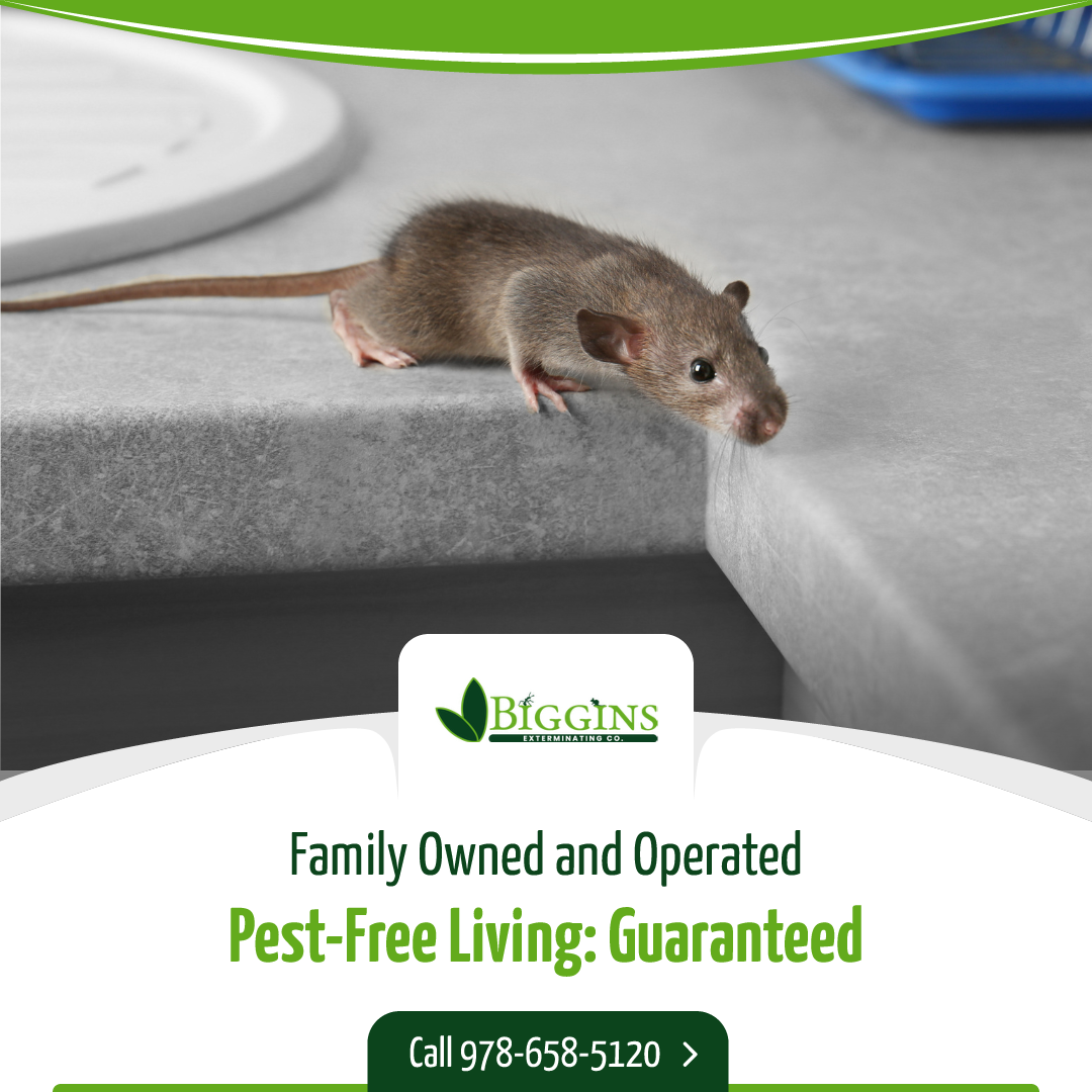 how much do pest control services charge for mice
