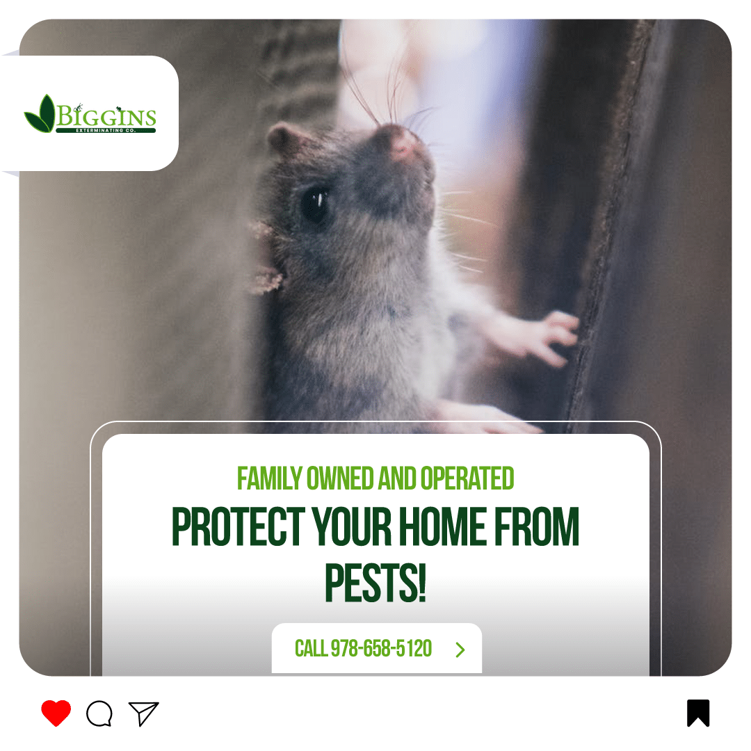 price for rat extermination