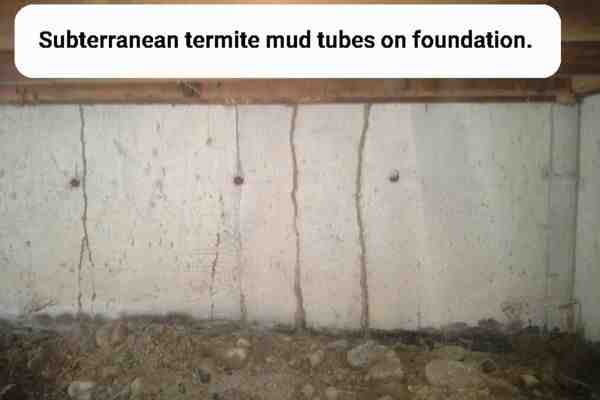 subterranean termite