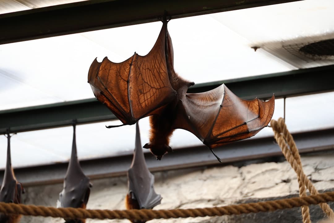Bat removal Methuen