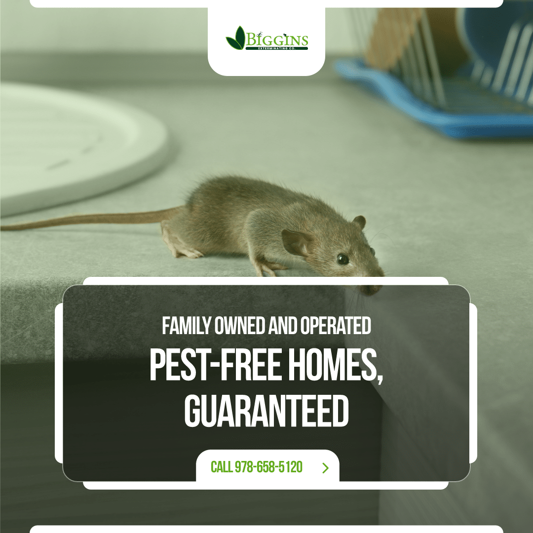Mice removal Woburn
