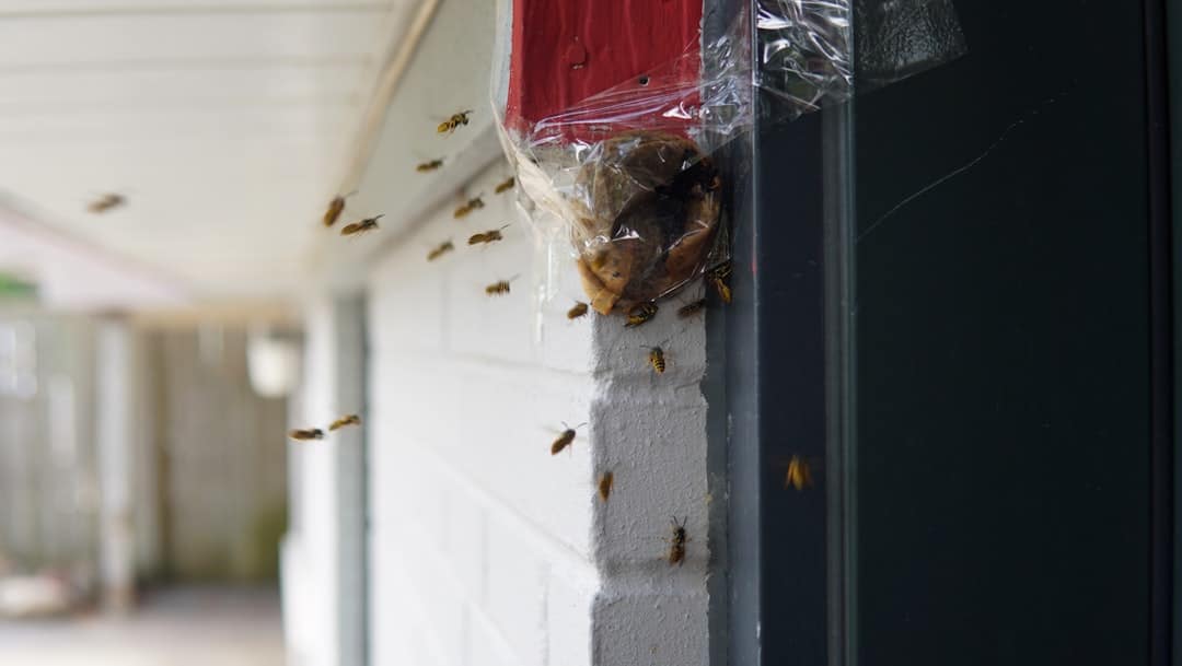 residential pest control billerica ma
