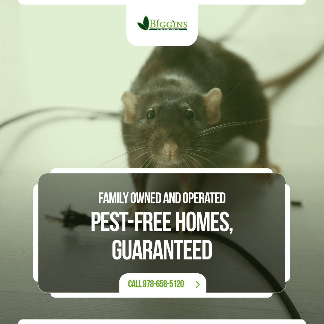 residential pest control woburn ma