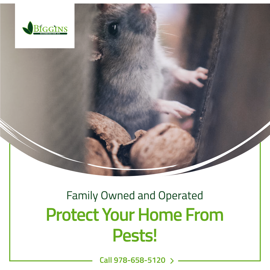 Rodent Control (Mice & Rats)