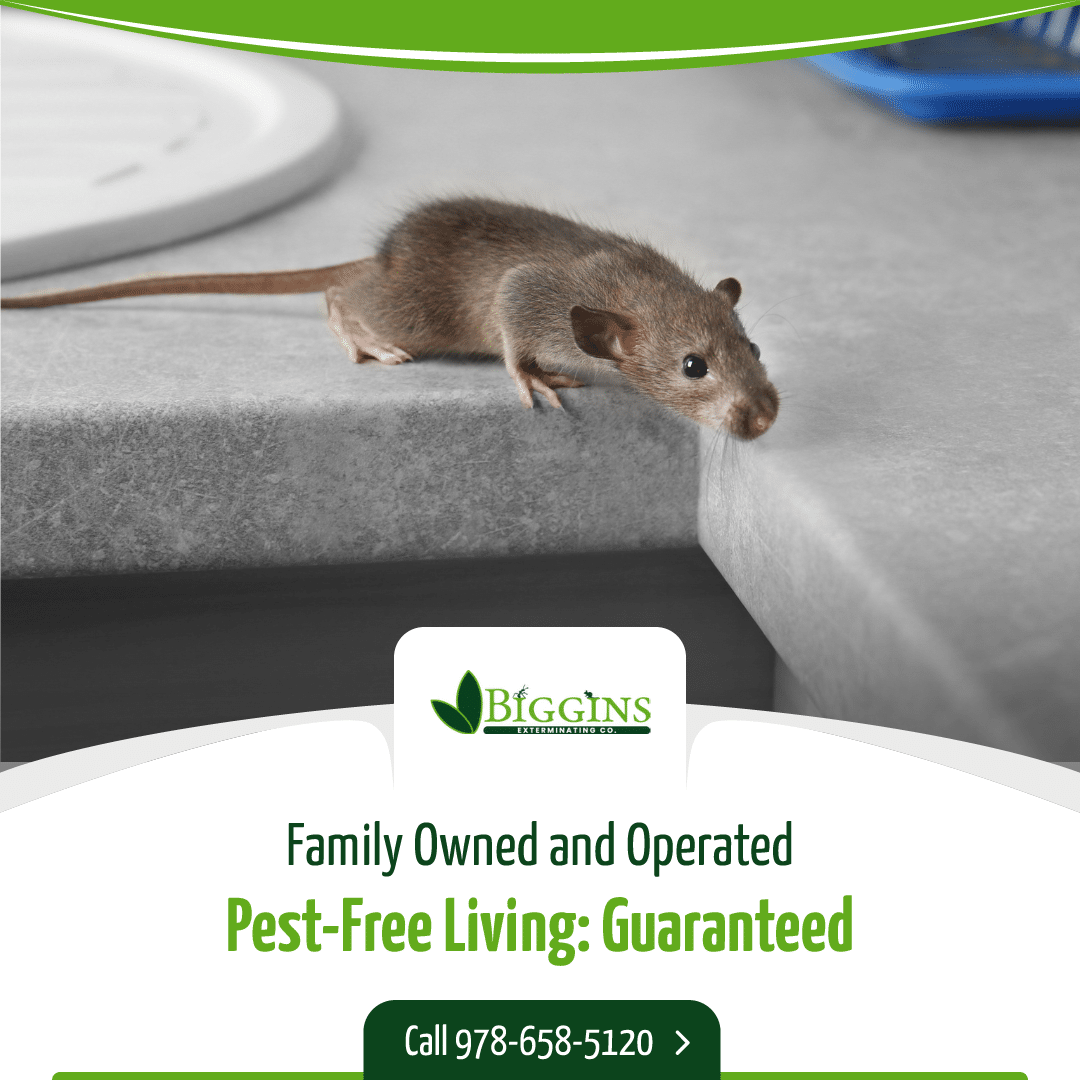 Rodent exterminator cost