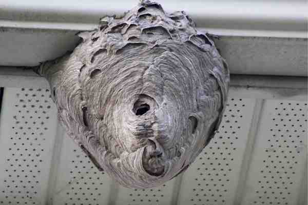 Wasp nest removal Bedford