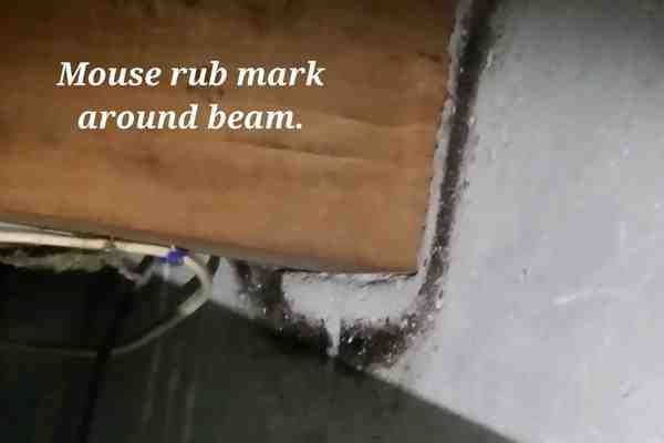 crawlspace mouse extermination pros