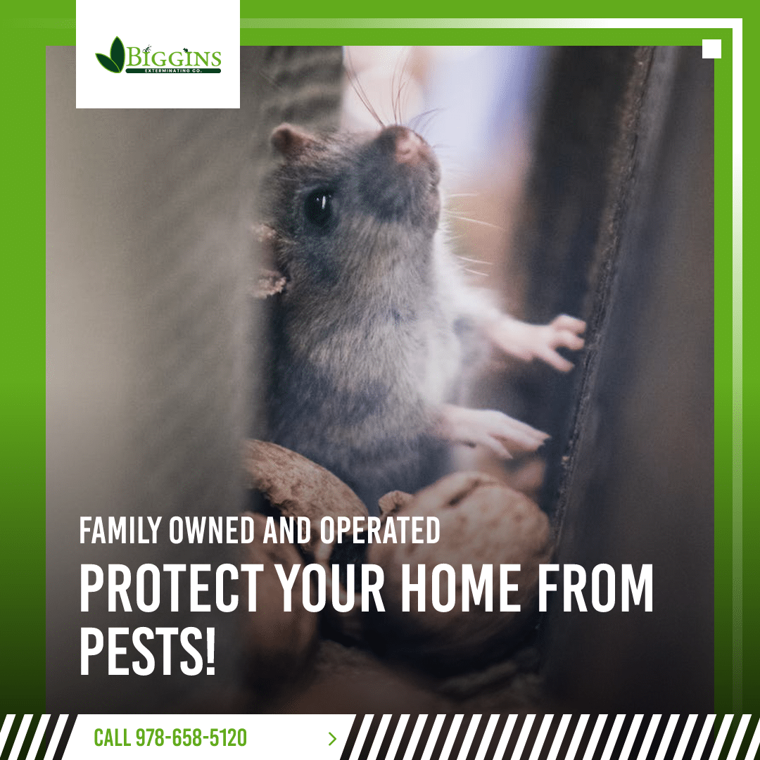 Get rid of rodents Burlington