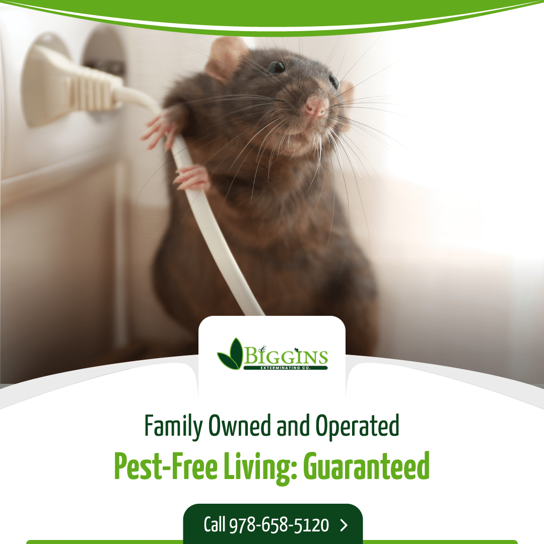 Pest Control Near Me