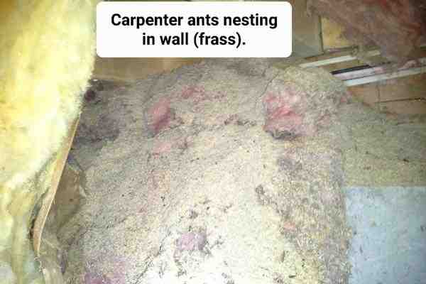 ant infestation treatment Dracut