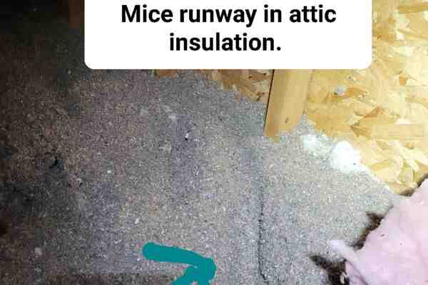 attic rodent removal woburn