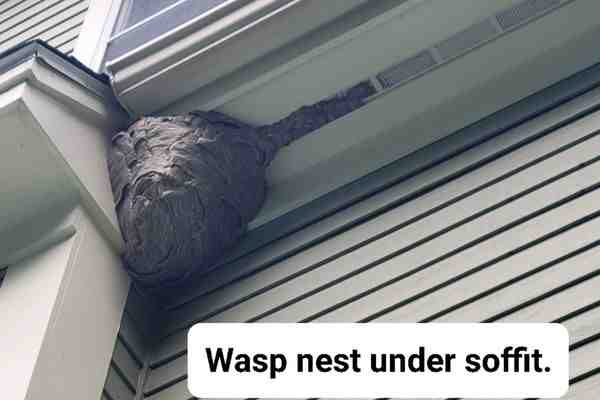 How to Handle Bee and Mice Removal in Tewksbury bee removal Tewksbury MA