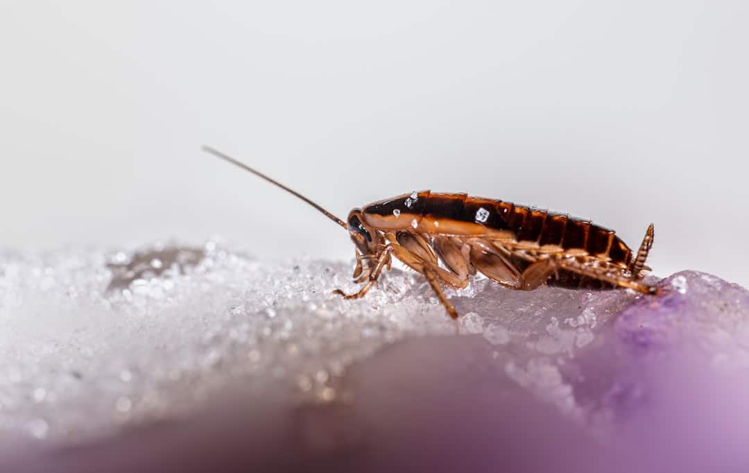 cockroach exterminator Billerica MA