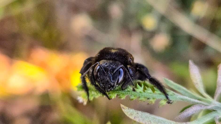billerica ma carpenter bee killer