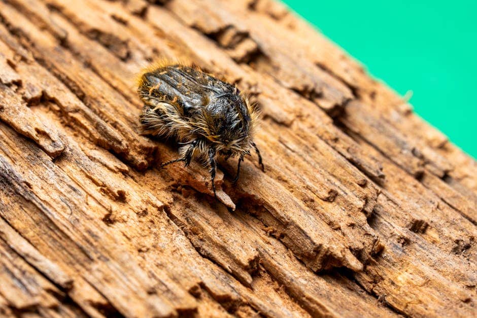 powderpost beetle spray