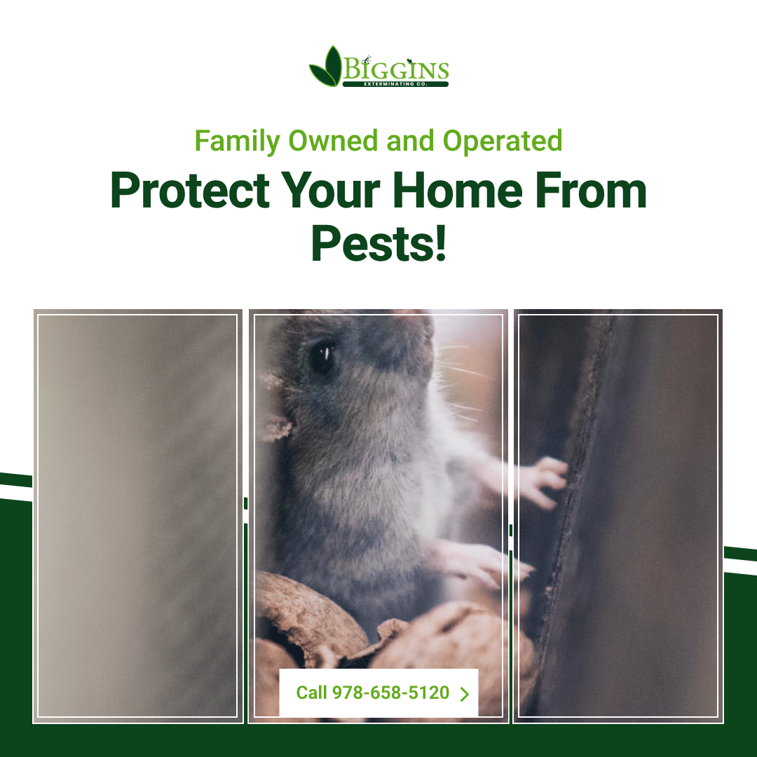 exterminator tewksbury ma