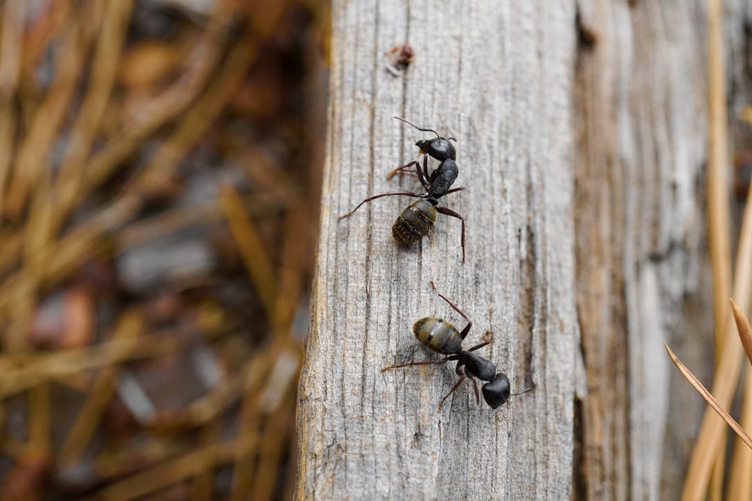 wood-infesting carpenter ant control