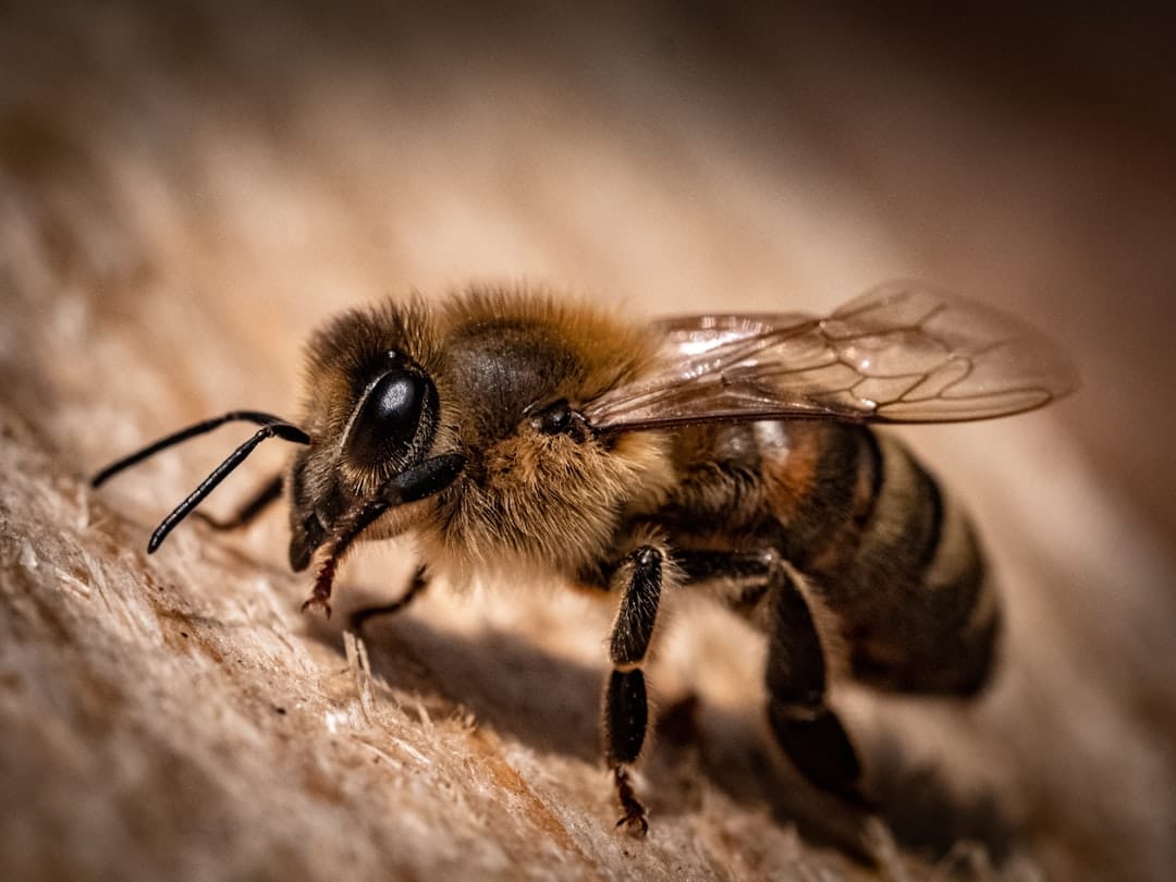 best spray for carpenter bees