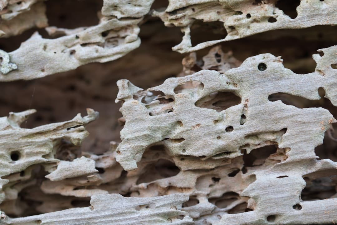 getting rid of termites cost