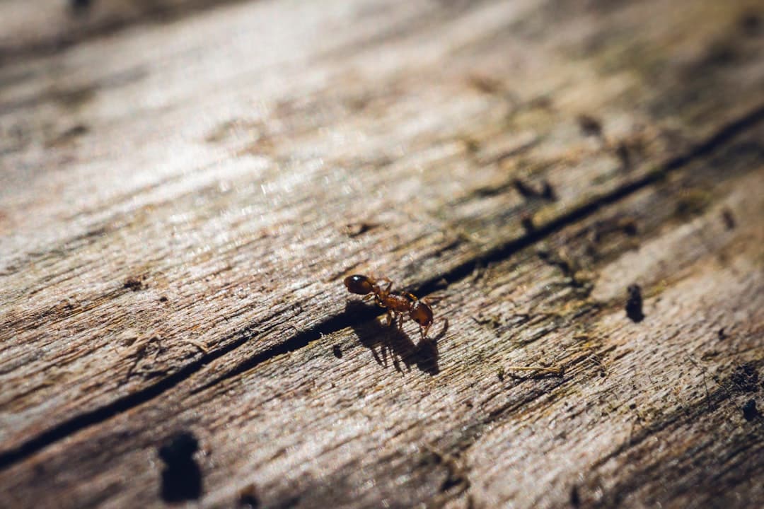 Don’t Let Them Move In: Why You Need a Carpenter Ant Professional Service carpenter ant professional service