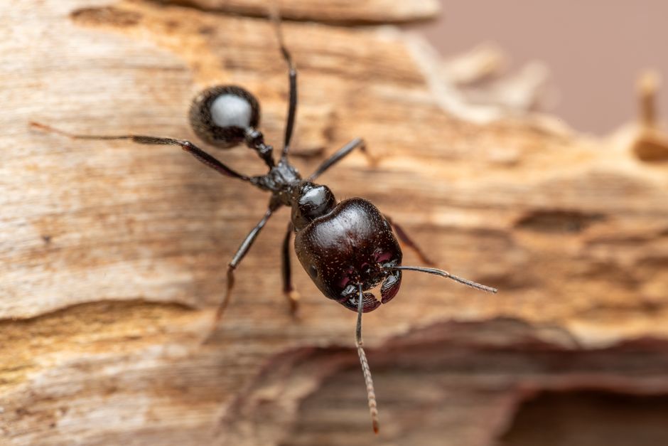 Carpenter Ant Re-infestation Prevention: Keep the Wood-Eaters Away prevent carpenter ant infestation